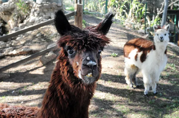 Çiftlik hayvanları - lama — Stok fotoğraf