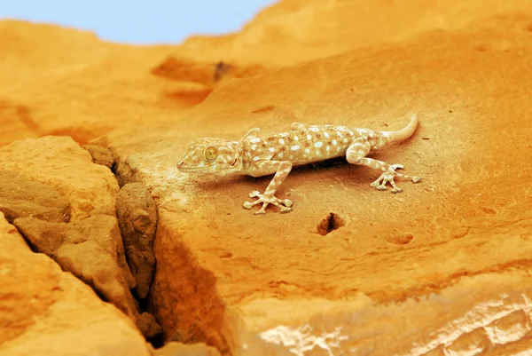 Djurlivet bilder - gecko ödla — Stockfoto