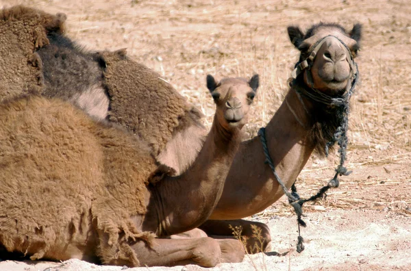 Φωτογραφίες άγριας φύσης - αραβική καμήλα — Φωτογραφία Αρχείου