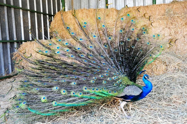Фотографии дикой природы - Indian Peacock — стоковое фото