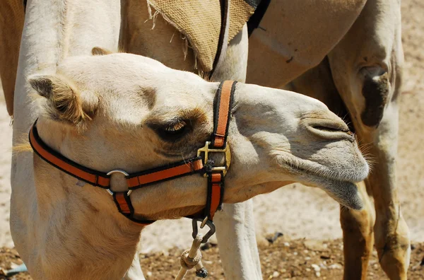 野生动物照片-阿拉伯骆驼 — 图库照片