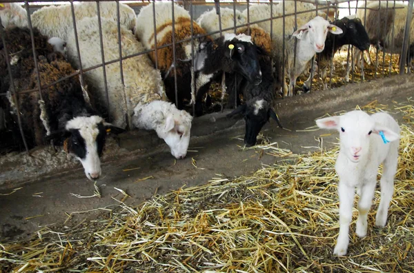 Εκτρεφόμενα ζώα - πρόβατα — Φωτογραφία Αρχείου