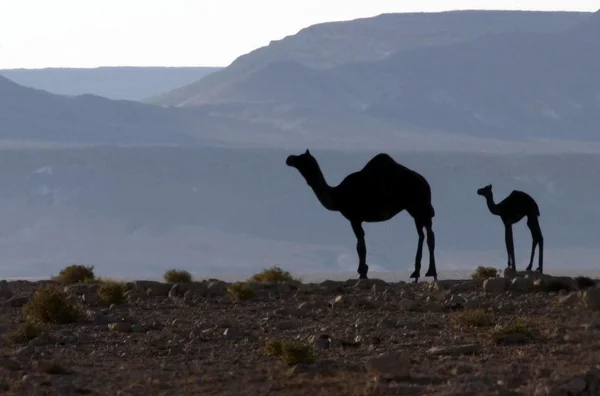 野生动物照片-阿拉伯骆驼 — 图库照片