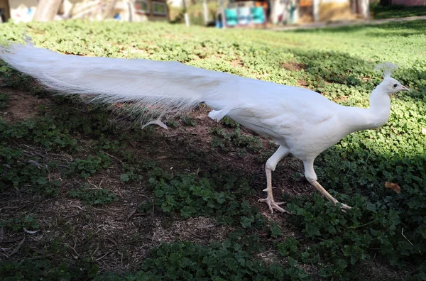 Fotos de Vida Silvestre - Pavo real blanco — Foto de Stock