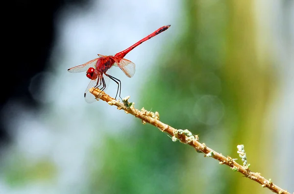 stock image Wildlife Photos - Dragonfly