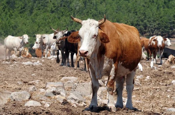 Фермерские животные - коровы — стоковое фото