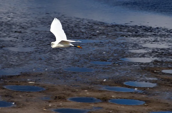 Fotos de Vida Silvestre - Little Egret — Foto de Stock
