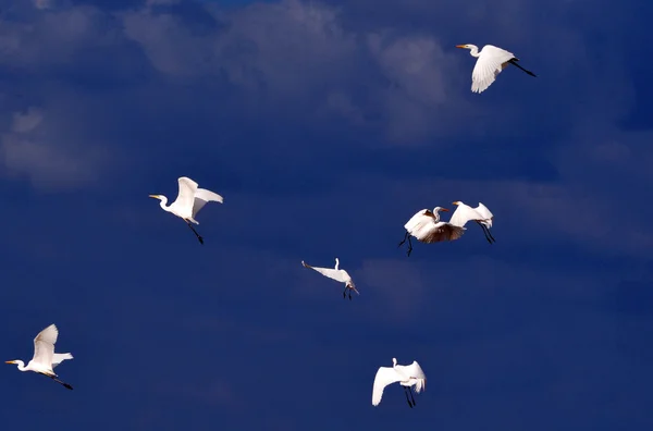 Wildlife Photos - Little Egret — Stock Photo, Image