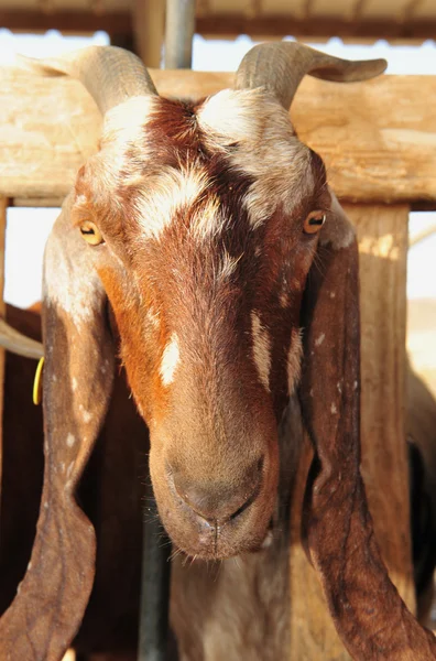 Farm Animals - Kambing — Stok Foto