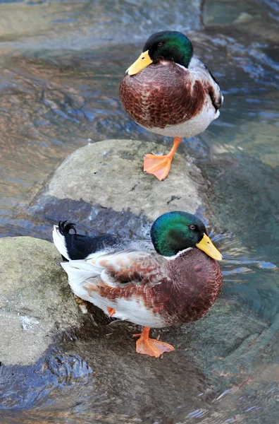 Wildlife Photos - Duck — Stock Photo, Image