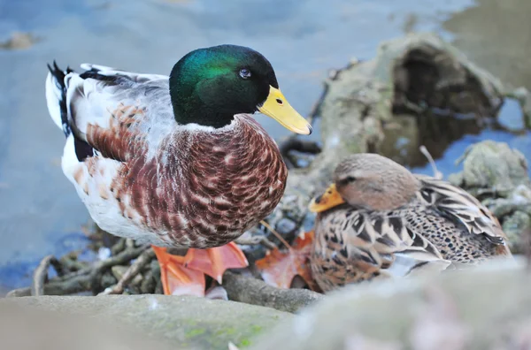 Wildlife Photos - Duck — Stock Photo, Image