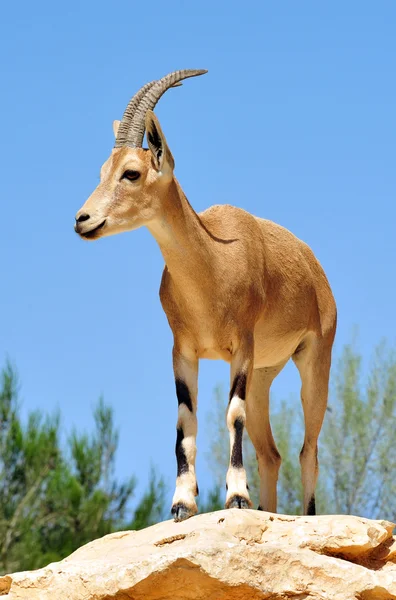 Fotos da vida selvagem - Ibex — Fotografia de Stock