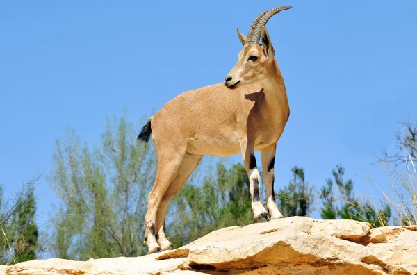 野生动物照片-ibex — 图库照片