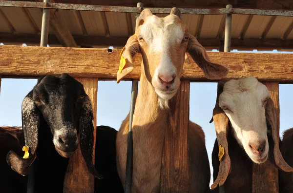 Zwierząt gospodarskich - kozy — Zdjęcie stockowe