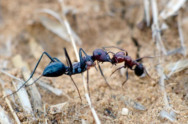 Vahşi yaşam - karıncalar — Stok fotoğraf