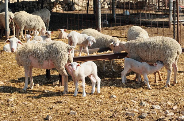 Сільськогосподарські тварини - вівці — стокове фото