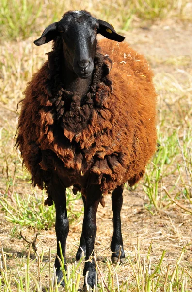 Zwierząt gospodarskich - owiec — Zdjęcie stockowe