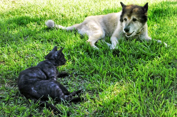 Кот и собака — стоковое фото