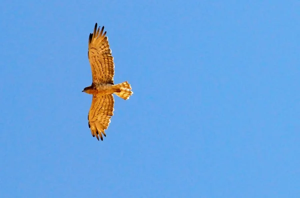 Фотографии дикой природы - Hawk — стоковое фото