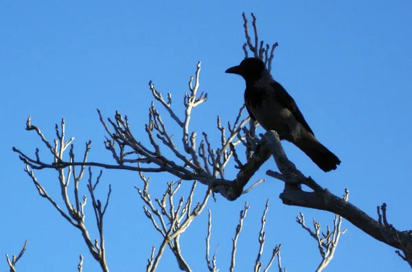 野生动物照片-黑乌鸦 — 图库照片