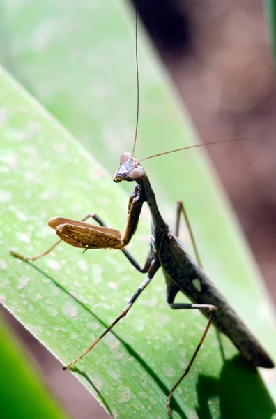 Wildlife foto's - praying mantis — Stockfoto
