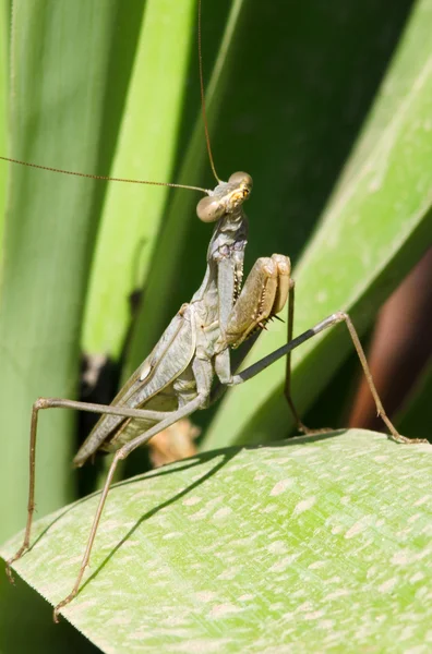 Djurlivet bilder - praying mantis — Stockfoto