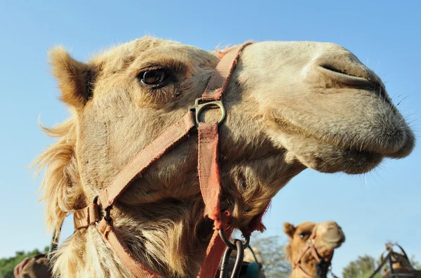 Фотографии дикой природы - Аравийский верблюд — стоковое фото