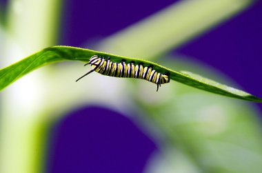 yaban hayatı fotoğraf - kelebek