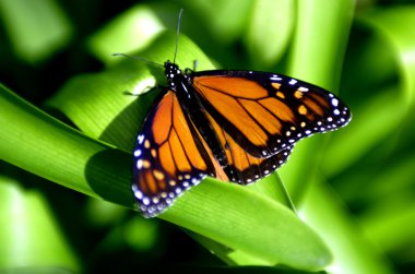 Wildlife Photos - Butterfly clipart
