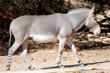 yaban hayatı fotoğraf - yaban eşeği