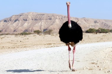 yaban hayatı fotoğraf - devekuşu