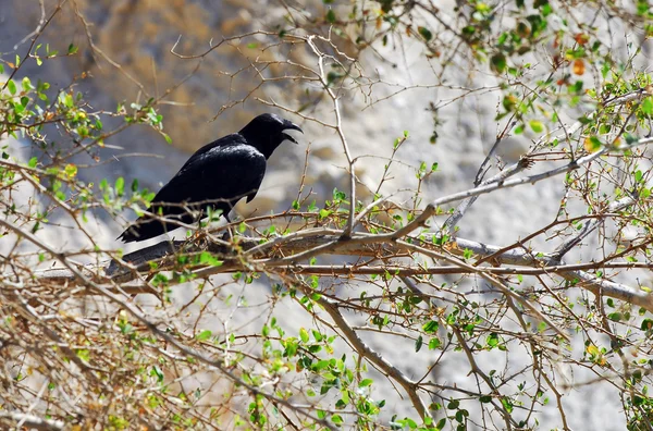 Wildlife Photos - Tristram's Starling — Stock Photo, Image