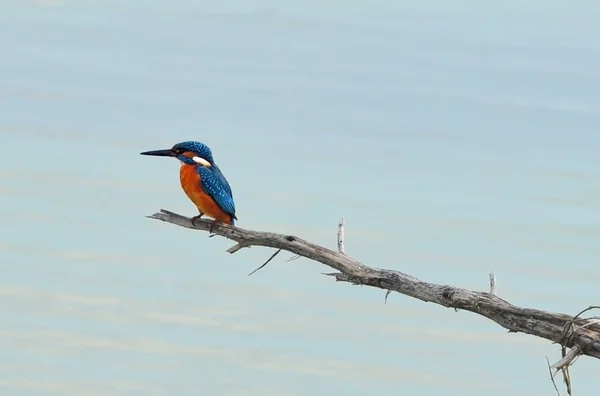 Fotos da vida selvagem - Kingfisher — Fotografia de Stock