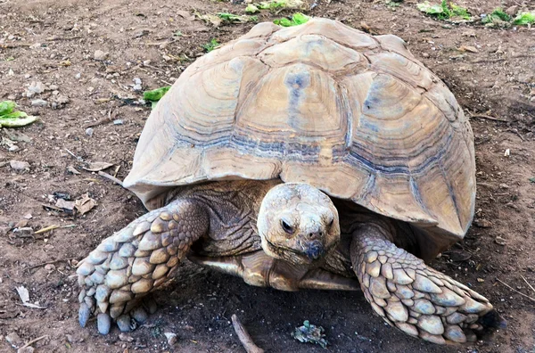 WildlIfe Photos - Aldabra Giant Tortoise — Stock Photo, Image