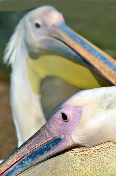 Fotos da vida selvagem - Pelicano — Fotografia de Stock