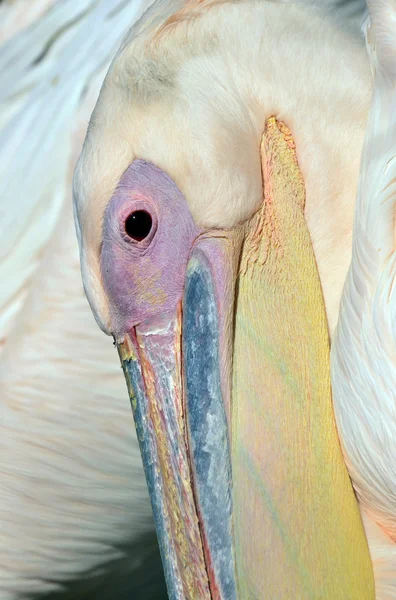 Wildlife Photos - Pelican — Stock Photo, Image