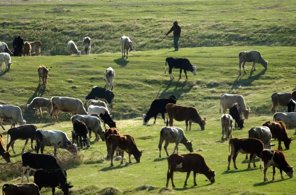 Lantbrukets djur - kor — Stockfoto