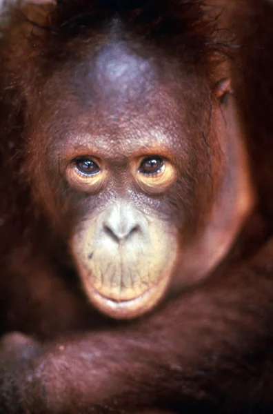 Wildlife foto's - monkey — Stockfoto