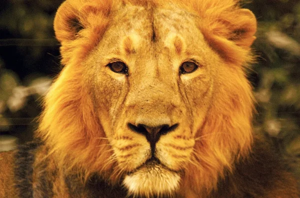 Djurlivet bilder - lejon — Stockfoto