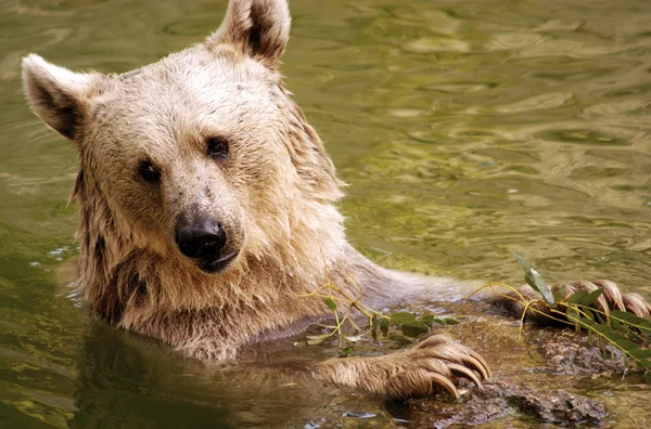 Fotos da vida selvagem - Urso — Fotografia de Stock