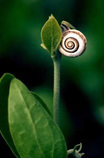 stock image Wildlife Photos - Snail