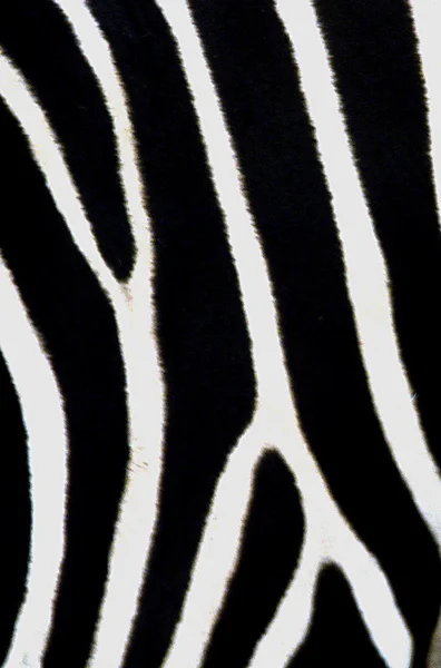 Djurlivet bilder - zebra — Stockfoto