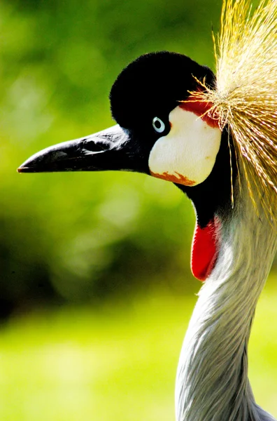 Wildlife Photos - Grey Crowned Crane — Stock Photo, Image