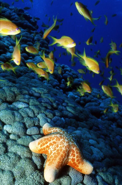 Tierfotos - Meeresbewohner — Stockfoto