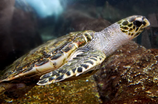 Fotos da vida selvagem - Tartaruga marinha — Fotografia de Stock