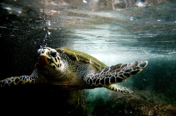 Djurlivet bilder - sea turtle — Stockfoto