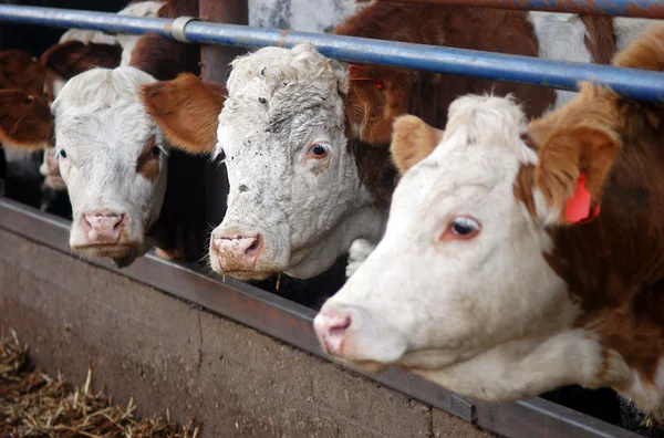 Фермерські тварини - корови — стокове фото