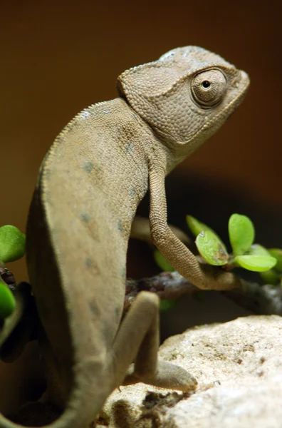 Fotografie přírody - chameleon — Stock fotografie