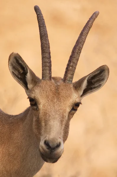 野生动物照片-ibex — 图库照片