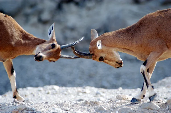 Wildlife foto's - Steenbok — Stockfoto